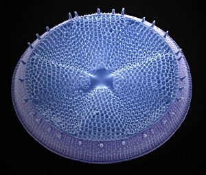 SEM Print of Actinoptychus senarius Diatom