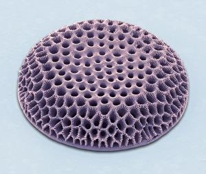 SEM Diatom Print, Coloured Scanning Electron Micrograph