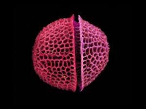 SEM Diatom Print, Coloured Scanning Electron Micrograph