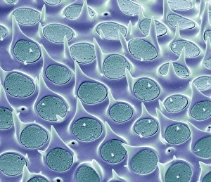 Images Dated 24th February 2011: SEM Print of a Biddulphia sp. Diatom Shell, x8000 magnification