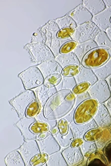 Images Dated 23rd March 2011: Diatom Cell Wall, Light Micrograph Print