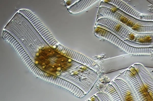 Frustule Structure Prints: Diatoms, light micrograph C014 / 4668