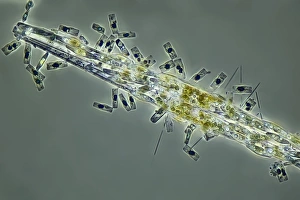 Frustule Structure Prints: Diatoms, light micrograph C016 / 8600