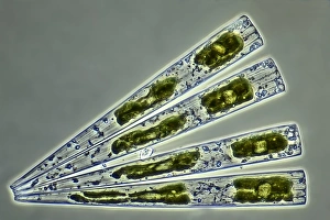 Light Micrograph Prints: Diatoms, light micrograph C016 / 8602