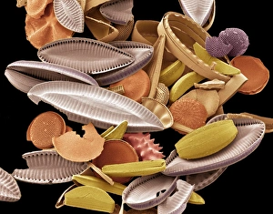 Prints of Diatoms. Coloured scanning electron micrograph (SEM) of diatoms. The diatoms are a group of photosynthetic, single-celled algae containing about 10, 000 species Images Dated 2006 August: SEM Print of Diatoms
