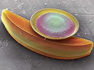 Prints of Diatoms, coloured scanning electron micrograph (SEM). These are marine planktonic unicellular algae Images Dated 2006 October: Diatom Print, SEM Diatoms Coloured