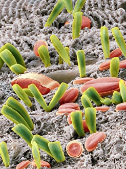 Prints of Diatoms. Coloured scanning electron micrograph (SEM) of various freshwater diatoms attached to algae (grey) Images Dated 2009 September: SEM Diatoms Print, 10cm tall