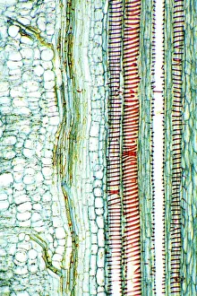 Dicotyledon plant stem, light micrograph Dicotyledon plant stem, light micrograph