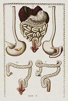 Human Digestive System Organs Prints: Digestive system