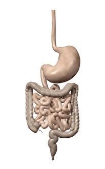 Human Internal Organs Prints: Digestive system, artwork C015 / 6450