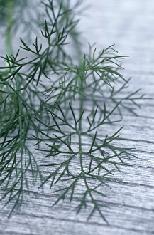 Culinary Herbs Prints: Dill leaves