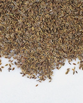 Anethum Graveolens Prints: Dill seed