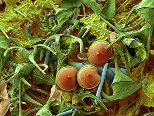 Images Dated 18th May 2005: SEM Print of Dinoflagellates