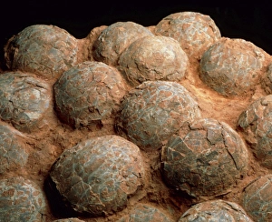 Framed Print : Dinosaur Egg Print Framed Print : Dinosaur Egg Print