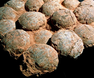 Images Dated 2000: Fossilised Hadrosaur Eggs Print