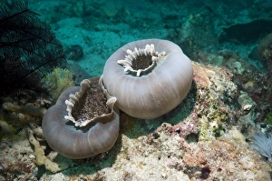 Coral Reef Animals Indonesia Prints: Disc anemones