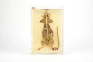 Dissected mouse