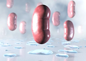 Prints of Diuresis. Conceptual image of the effect of diuretics on the kidney. A diuretic is any drug that encourages the excretion of urine. Common diuretics include caffeine and alcohol Images Dated 2005 August: Diuretic Effect on the Kidney Print
