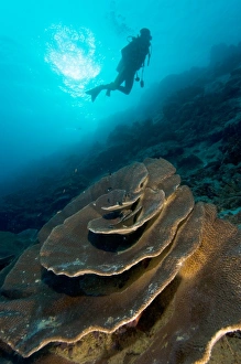 Coral Reef Conservation Efforts Prints: Diver exploring a coral reef