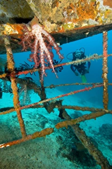 World War Two Maritime History Prints: Diver exploring a shipwreck