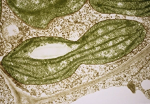 DNA Prints: Dividing chloroplast print in pea leaf