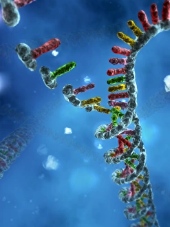 Double Helix Structure Prints: DNA assembly, artwork
