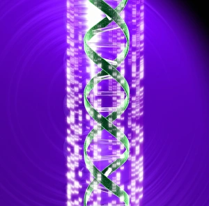 DNA Double Helix Autoradiogram Print