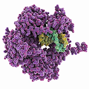 DNA Clamp Complexed with DNA Molecule Print