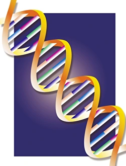 Sugar Phosphate Backbone Prints: DNA