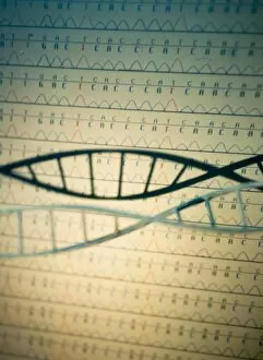 Images Dated 14th January 2004: DNA and a genetic sequence