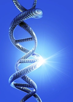 Deoxyribonucleic Acid Art Prints: DNA helical structure, artwork