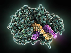 DNA Replication Process Prints: DNA helicase molecule