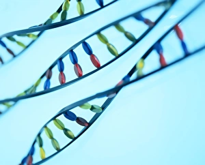 Double Helix Model Prints: DNA helices