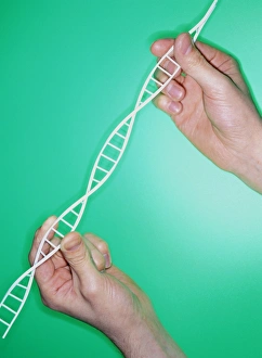 Deoxyribonucleic Acid Prints: DNA helix