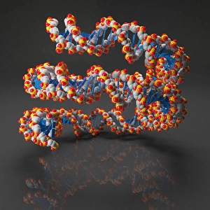 DNA Double Helix Prints: DNA loop, artwork