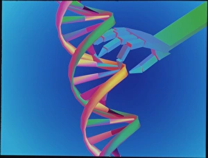 Deoxyribonucleic Acid Structure Prints: DNA manipulation