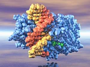Molecular Model Of DNA Prints: DNA and methyltransferase complex C014 / 0011