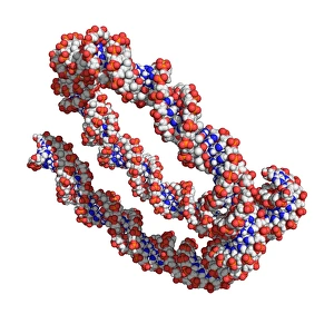 DNA Double Helix Structure Prints: DNA, molecular model