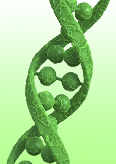 Nucleotide Base Pairs Prints: DNA molecular structure, artwork
