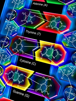DNA Prints: DNA Molecule Print