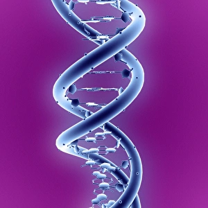 Computer artwork of a DNA molecule Print