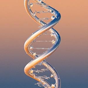 DNA Molecule Print
