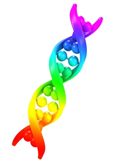 DNA Structure Prints: DNA molecule, artwork C013 / 4688