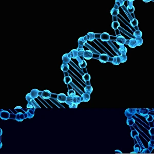 Deoxyribonucleic Acid Prints: DNA molecule, artwork C013 / 9971