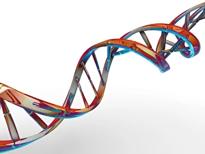 Double Helix Model Prints: DNA molecule, artwork C013 / 9974