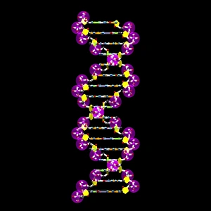 Double Helix Model Prints: DNA molecule, artwork C016 / 8499