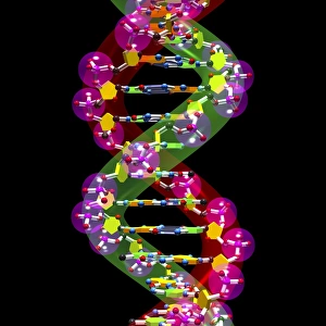Hydrogen Bonds In DNA Prints: DNA molecule, artwork C016 / 8501