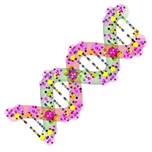 DNA Double Helix Structure Prints: DNA molecule, artwork C016 / 8507