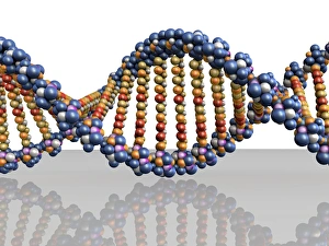 DNA Double Helix Prints: DNA molecule, computer artwork