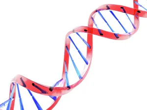 DNA Prints: Double Helix DNA Molecule Print